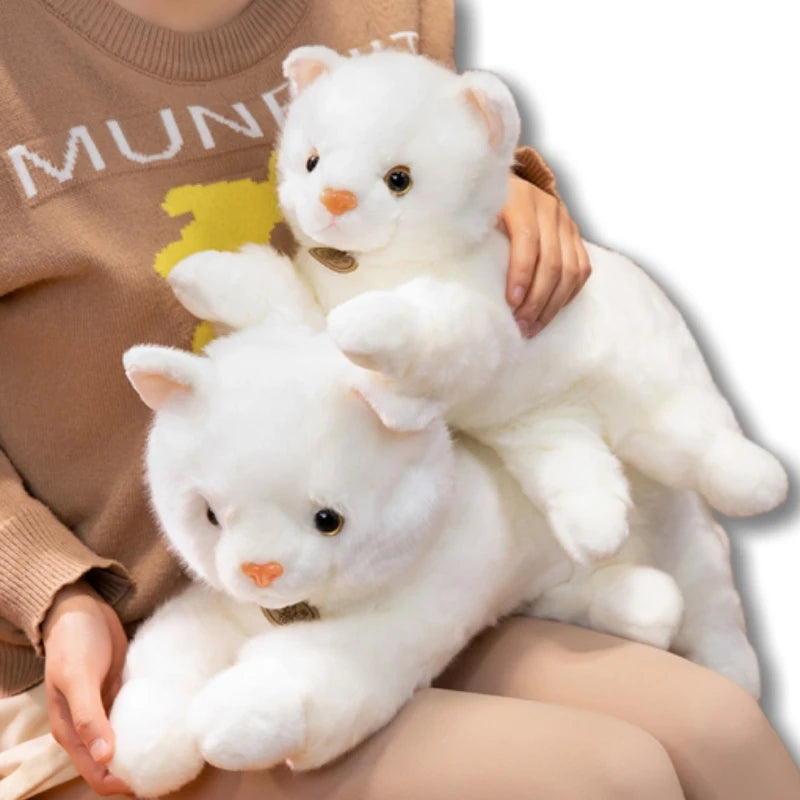 plush western persian cat